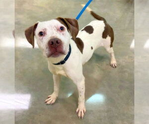 Pointer-Unknown Mix Dogs for adoption in Alexander, AR, USA