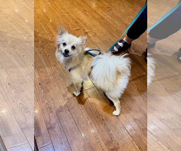 Medium Photo #6 Pomeranian Puppy For Sale in Doylestown, PA, USA