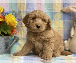 Goldendoodle (Miniature) Puppy for sale in LANCASTER, PA, USA
