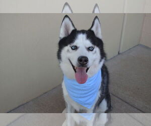 Siberian Husky-Unknown Mix Dogs for adoption in McKinney, TX, USA