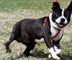 Small Photo #10 Boston Terrier Puppy For Sale in HOMINY, OK, USA