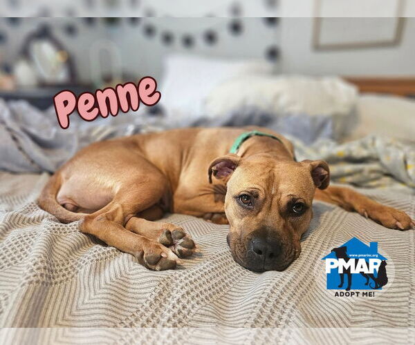 Medium Photo #2 American Pit Bull Terrier-Unknown Mix Puppy For Sale in Binghamton, NY, USA