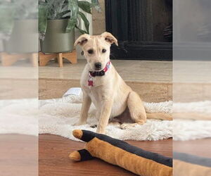 Labrador Retriever-Unknown Mix Dogs for adoption in San Diego, CA, USA