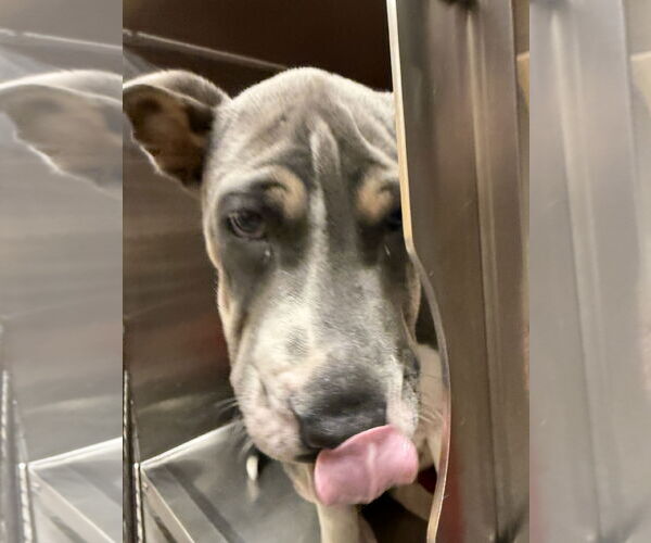 Medium Photo #5 Great Dane-Unknown Mix Puppy For Sale in Valrico, FL, USA