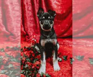 Cali litter - Bo, located in NV - Male American Pit Bull Terrier-German Shepherd Dog Mix Dog for Adoption - Photo #5