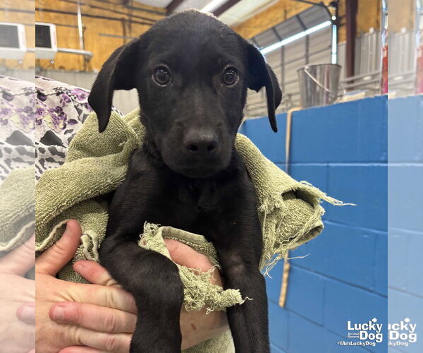 Medium Photo #4 Labrador Retriever-Unknown Mix Puppy For Sale in Washington, DC, USA