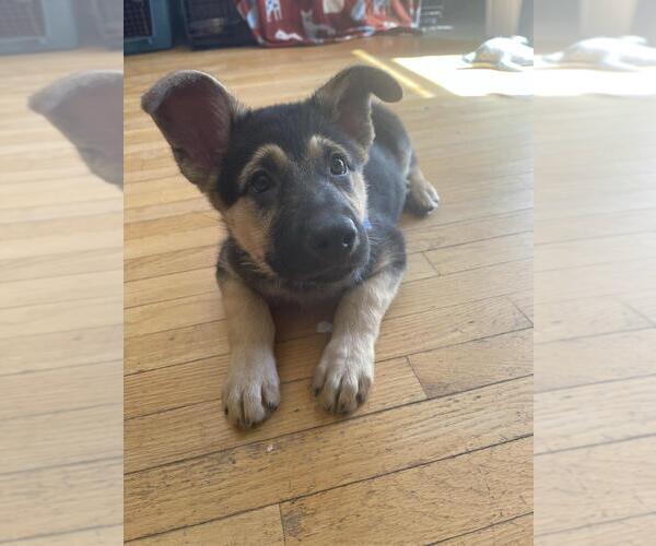 Medium Photo #1 Mutt Puppy For Sale in Andover, MN, USA