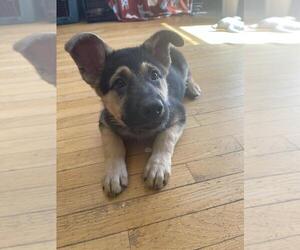 Mutt Dogs for adoption in Andover, MN, USA
