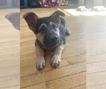 Small Mutt