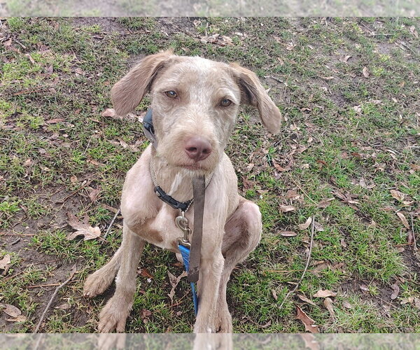 Medium Photo #6 German Wirehaired Pointer-Unknown Mix Puppy For Sale in Boston, MA, USA