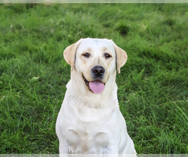 Medium Photo #5 Labrador Retriever Puppy For Sale in SYRACUSE, IN, USA