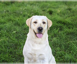 Small #4 Labrador Retriever