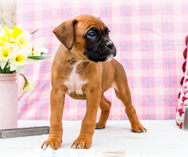 Medium Photo #8 Boxer Puppy For Sale in WAKARUSA, IN, USA