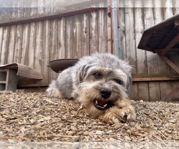 Medium Photo #4 Mutt Puppy For Sale in Sandy, UT, USA