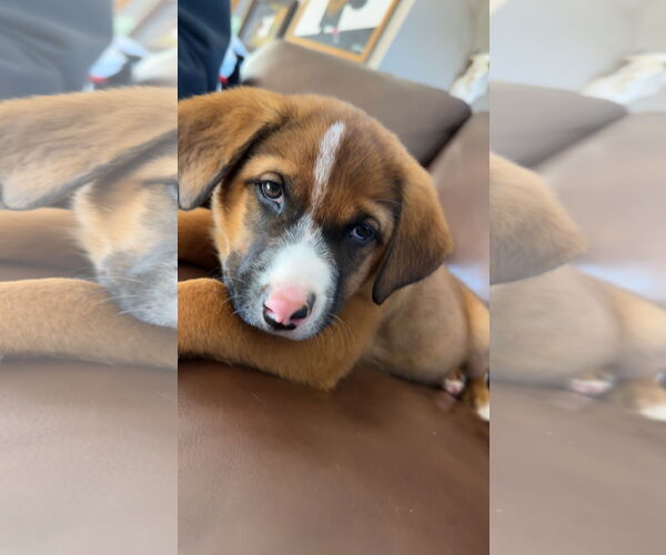 Medium Photo #4 Mutt Puppy For Sale in Laramie, WY, USA