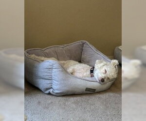 Maggie - Female Poodle (Miniature)-Unknown Mix Dog for Adoption - Photo #15