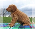 Small Photo #3 Labradoodle Puppy For Sale in GREENCASTLE, PA, USA