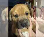 Small #9 Boxer Mix