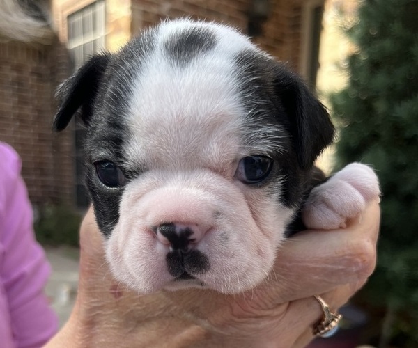 Medium Photo #1 Boston Terrier Puppy For Sale in BURLESON, TX, USA