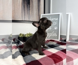 French Bulldog Dog for Adoption in FRANKLIN, Indiana USA