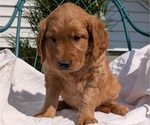 Small #1 Golden Retriever