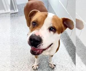 Mutt Dogs for adoption in Houston, TX, USA