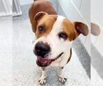 MACREADY - Male Mutt Dog for Adoption - Small photo