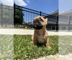 Puppy Rosie French Bulldog