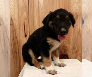 English Shepherd Puppy for sale in FREDERICKSBRG, PA, USA