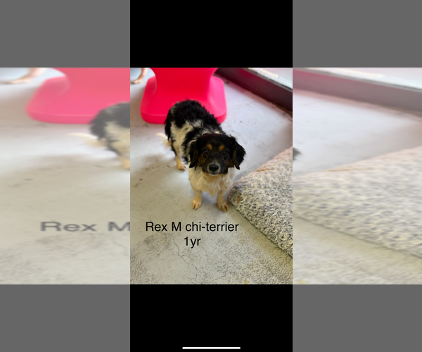 Medium Photo #1 Mutt Puppy For Sale in Studio City, CA, USA