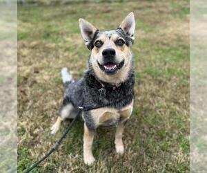 Mutt Dogs for adoption in Modesto, CA, USA