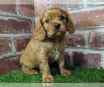 Small #4 Cavalier King Charles Spaniel