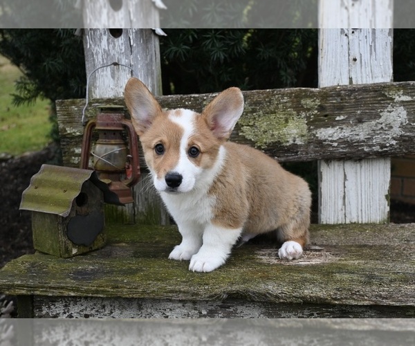 Medium Photo #1 Pembroke Welsh Corgi Puppy For Sale in MILLERSBURG, OH, USA