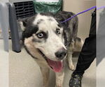 Small Huskies  Mix