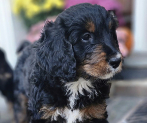 Bernedoodle Puppy for sale in LANGHORNE, PA, USA