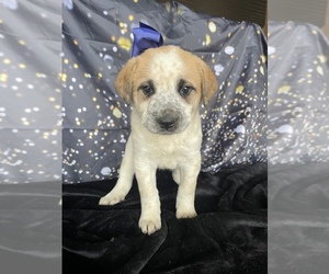 Australian Cattle Dog-Great Pyrenees Mix Puppy for Sale in LANCASTER, Pennsylvania USA