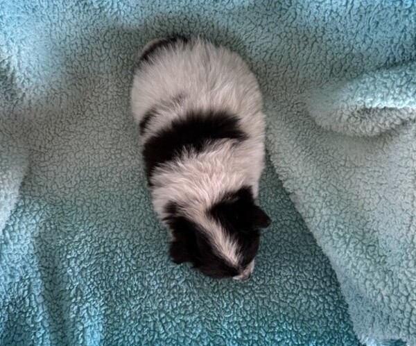 Medium Photo #5 Pomeranian Puppy For Sale in CURTISS, WI, USA