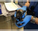 Small Mutt