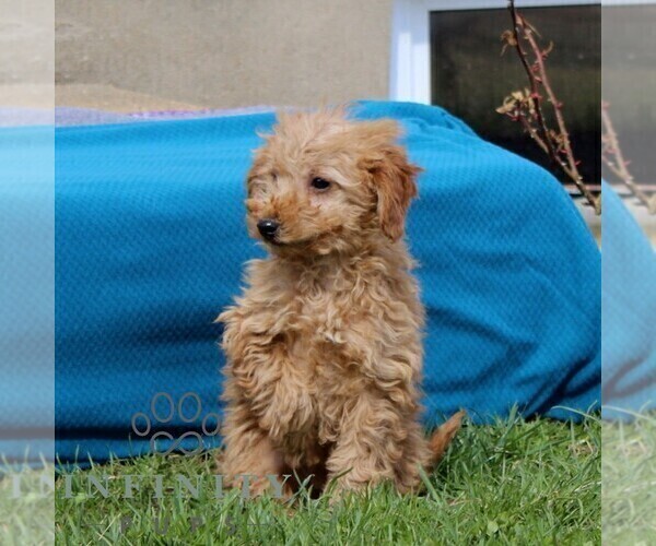 Medium Photo #3 Goldendoodle (Miniature) Puppy For Sale in AIRVILLE, PA, USA