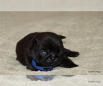 Small #2 Pug