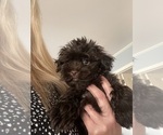 Small Photo #22 Havanese Puppy For Sale in ATHENS, GA, USA