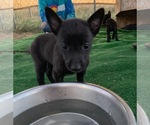 Small Photo #7 Belgian Malinois-Dutch Shepherd Dog Mix Puppy For Sale in CALHAN, CO, USA