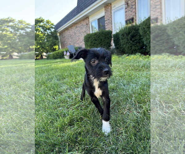 Medium Photo #3 Mutt Puppy For Sale in Wheaton, IL, USA