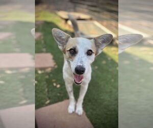 Pembroke Welsh Corgi-Unknown Mix Dogs for adoption in Milpitas, CA, USA