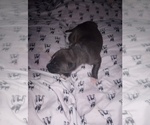 Small Photo #14 American Staffordshire Terrier Puppy For Sale in JACKSONVILLE, FL, USA