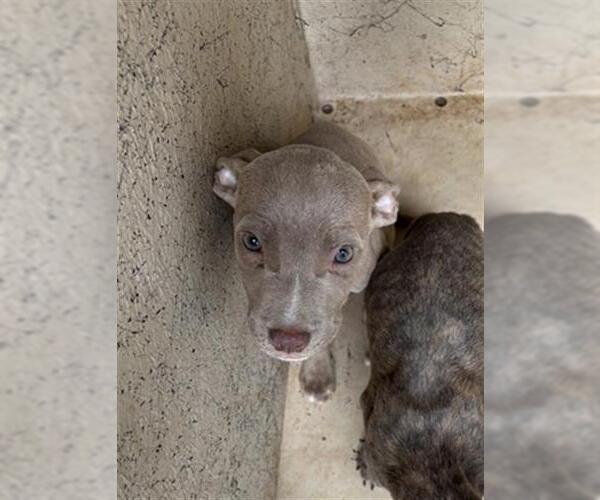 Medium Photo #1 American Pit Bull Terrier-Unknown Mix Puppy For Sale in Oklahoma City, OK, USA