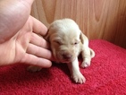 Small Photo #2 Labrador Retriever Puppy For Sale in DILLWYN, VA, USA