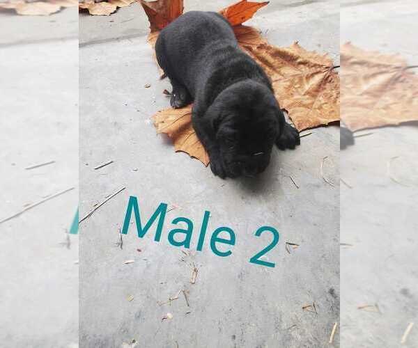 Medium Photo #1 Mastiff Puppy For Sale in ALERT, IN, USA