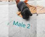 Small Photo #1 Mastiff Puppy For Sale in ALERT, IN, USA