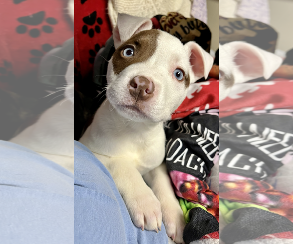 Medium Photo #3 Labrador Retriever-Unknown Mix Puppy For Sale in Rockville, MD, USA